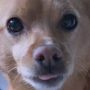 Meet your Posher, Yasar